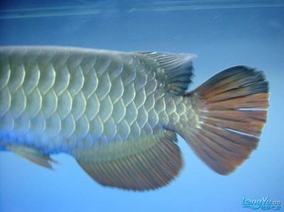 金龍魚發(fā)色吃什么最好，龍魚發(fā)色的最佳食物選擇，揭秘
