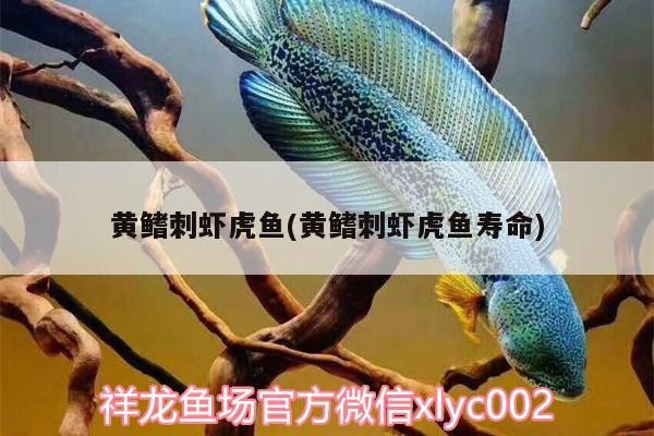 黃鰭刺蝦虎魚(黃鰭刺蝦虎魚壽命)鰭刺蝦虎魚，揭秘長壽之謎