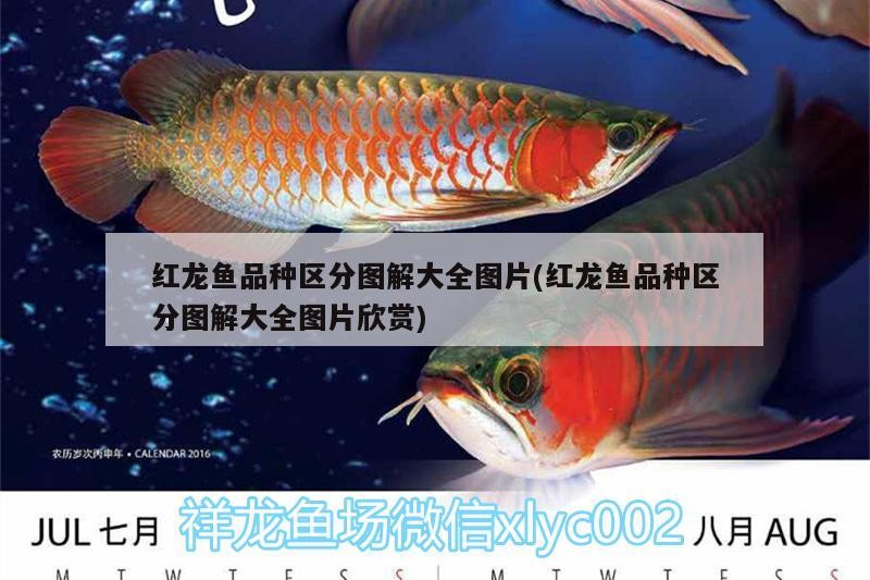 紅龍魚品種區分圖解大全圖片(紅龍魚品種區分圖解大全圖片欣賞)龍魚品種大全，圖解鑒賞與 紅龍魚品種區分圖解大全圖片(紅龍魚品種區分圖解大全圖片欣賞)龍魚品種大全，圖解鑒賞與 銀龍魚百科