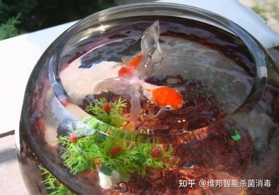 臭氧發(fā)生器魚(yú)缸養(yǎng)魚(yú):臭氧發(fā)生器在養(yǎng)魚(yú)中的應(yīng)用,發(fā)生器在養(yǎng)魚(yú)中的應(yīng)用,高效凈化魚(yú)缸水質(zhì)的環(huán)保解決方案 魚(yú)缸百科 第3張 臭氧發(fā)生器魚(yú)缸養(yǎng)魚(yú):臭氧發(fā)生器在養(yǎng)魚(yú)中的應(yīng)用,發(fā)生器在養(yǎng)魚(yú)中的應(yīng)用,高效凈化魚(yú)缸水質(zhì)的環(huán)保解決方案 臭氧發(fā)生器魚(yú)缸養(yǎng)魚(yú):臭氧發(fā)生器在養(yǎng)魚(yú)中的應(yīng)用,發(fā)生器在養(yǎng)魚(yú)中的應(yīng)用,高效凈化魚(yú)缸水質(zhì)的環(huán)保解決方案 魚(yú)缸百科 第3張