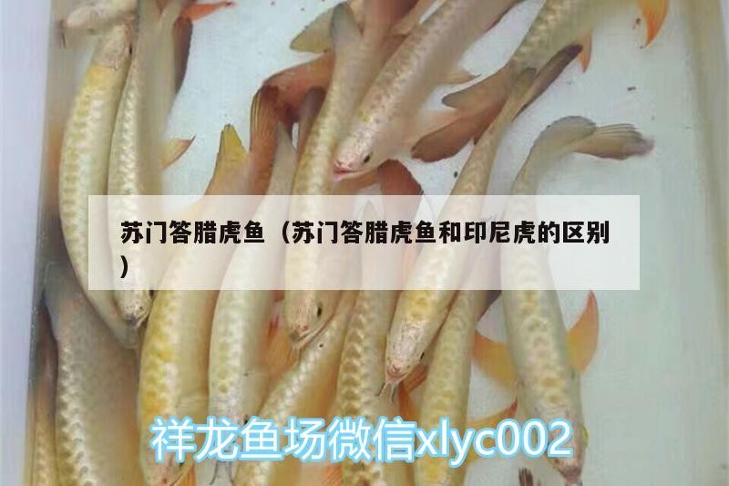 蘇門答臘虎魚（蘇門答臘虎魚和印尼虎的區(qū)別）門答臘虎魚與印尼虎魚，區(qū)分兩者的關(guān)鍵特征