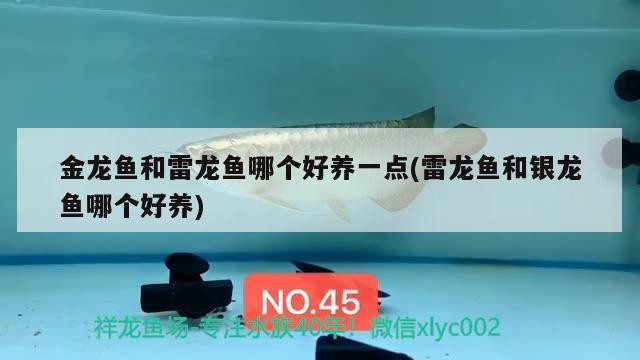 金龍魚和雷龍魚哪個好養一點(雷龍魚和銀龍魚哪個好養)龍魚與雷龍魚養護對比，哪個更易養？銀龍魚也值得一