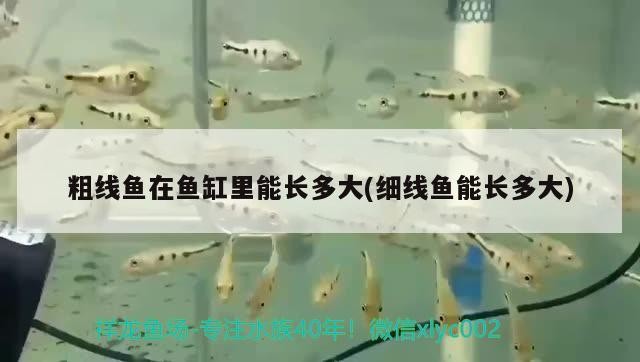粗線(xiàn)魚(yú)在魚(yú)缸里能長(zhǎng)多大(細(xì)線(xiàn)魚(yú)能長(zhǎng)多大)線(xiàn)魚(yú)與粗線(xiàn)魚(yú)，魚(yú)缸中