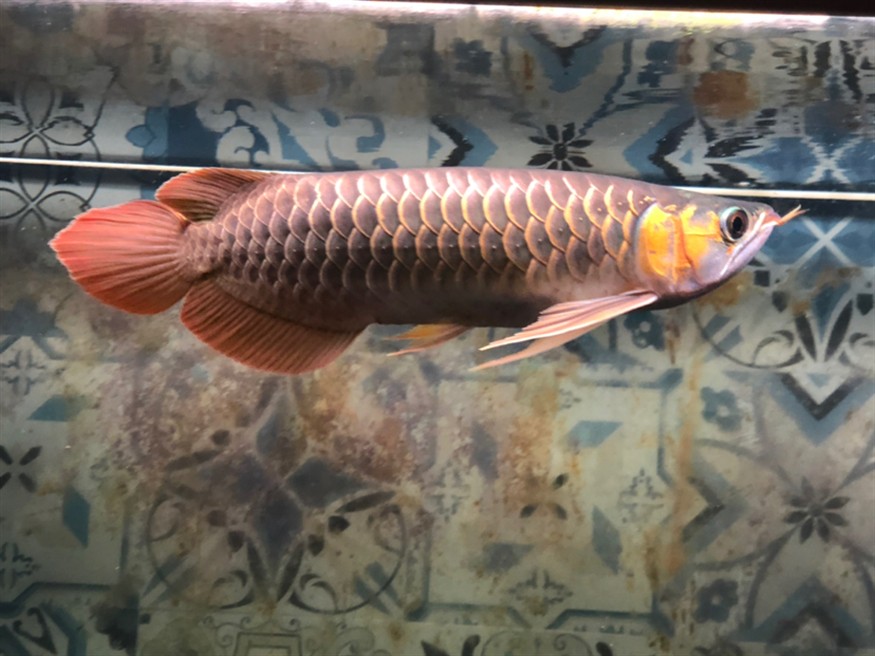 手機(jī)隨拍天王限量，攝影愛(ài)好者的專(zhuān)屬，天王限量版手機(jī)