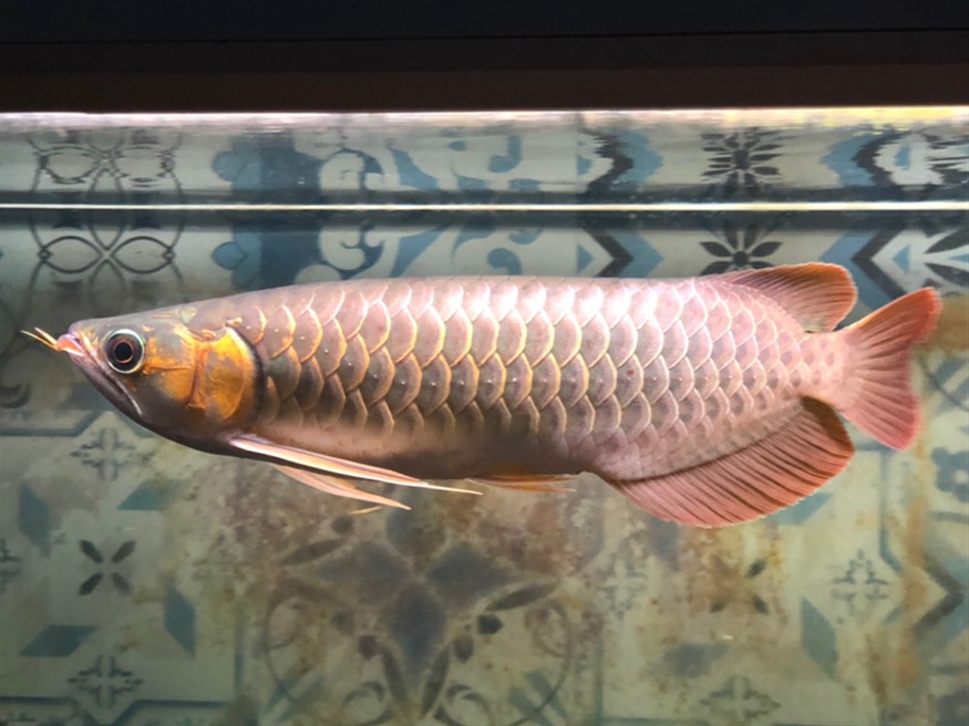 手機(jī)隨拍天王限量，攝影愛(ài)好者的專(zhuān)屬，天王限量版手機(jī)