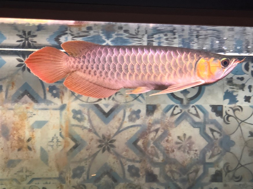 手機(jī)隨拍天王限量，攝影愛(ài)好者的專(zhuān)屬，天王限量版手機(jī)