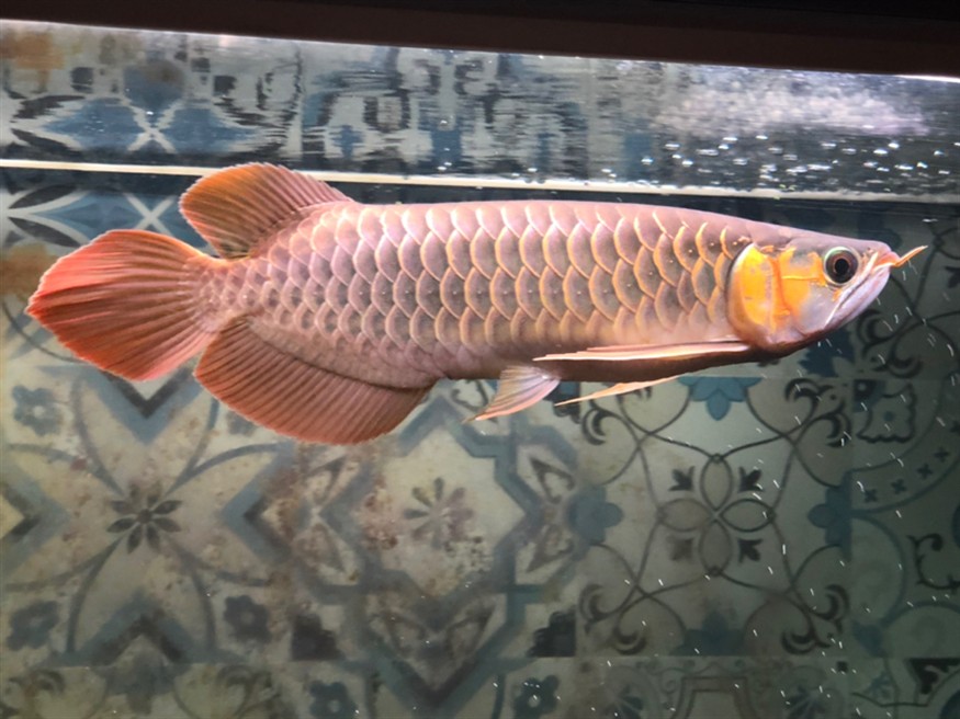 手機(jī)隨拍天王限量，攝影愛(ài)好者的專(zhuān)屬，天王限量版手機(jī)