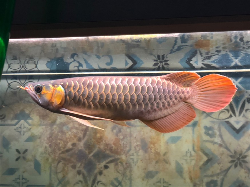 手機(jī)隨拍天王限量，攝影愛(ài)好者的專(zhuān)屬，天王限量版手機(jī)
