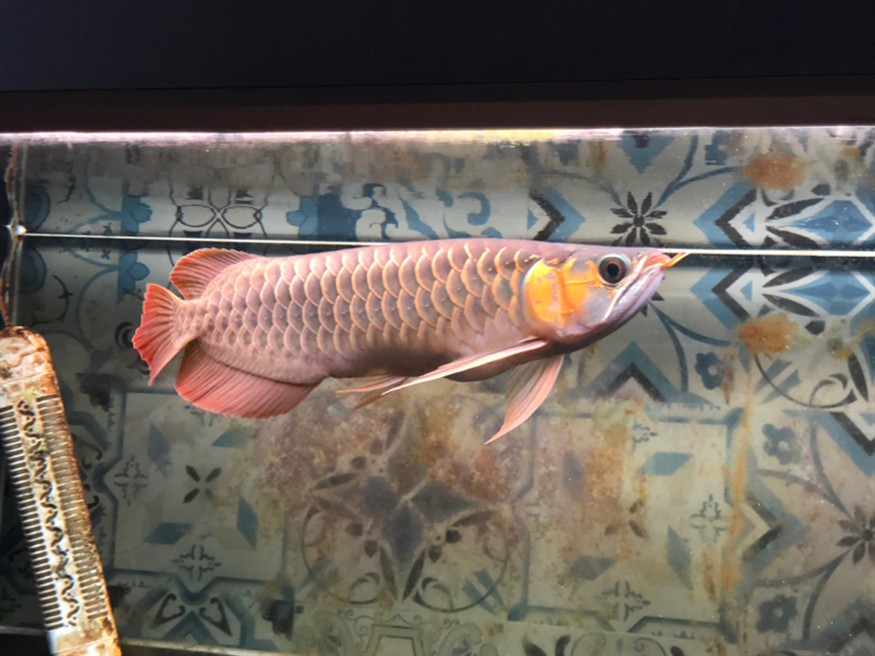 手機(jī)隨拍天王限量，攝影愛(ài)好者的專(zhuān)屬，天王限量版手機(jī)