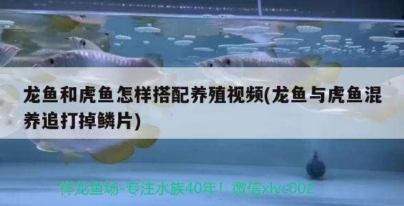 金龍魚擺件有哪些擺放禁忌，金龍魚擺件風水指南