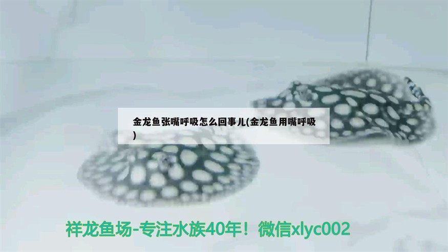 金龍魚張嘴呼吸怎么回事兒(金龍魚用嘴呼吸)龍魚張嘴呼吸之謎，探索魚類用嘴呼吸的科學