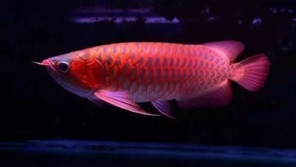 紅龍魚幼魚怎樣挑選最好（紅龍魚幼魚怎樣挑選最好的）龍魚幼魚挑選指南，確保最佳
