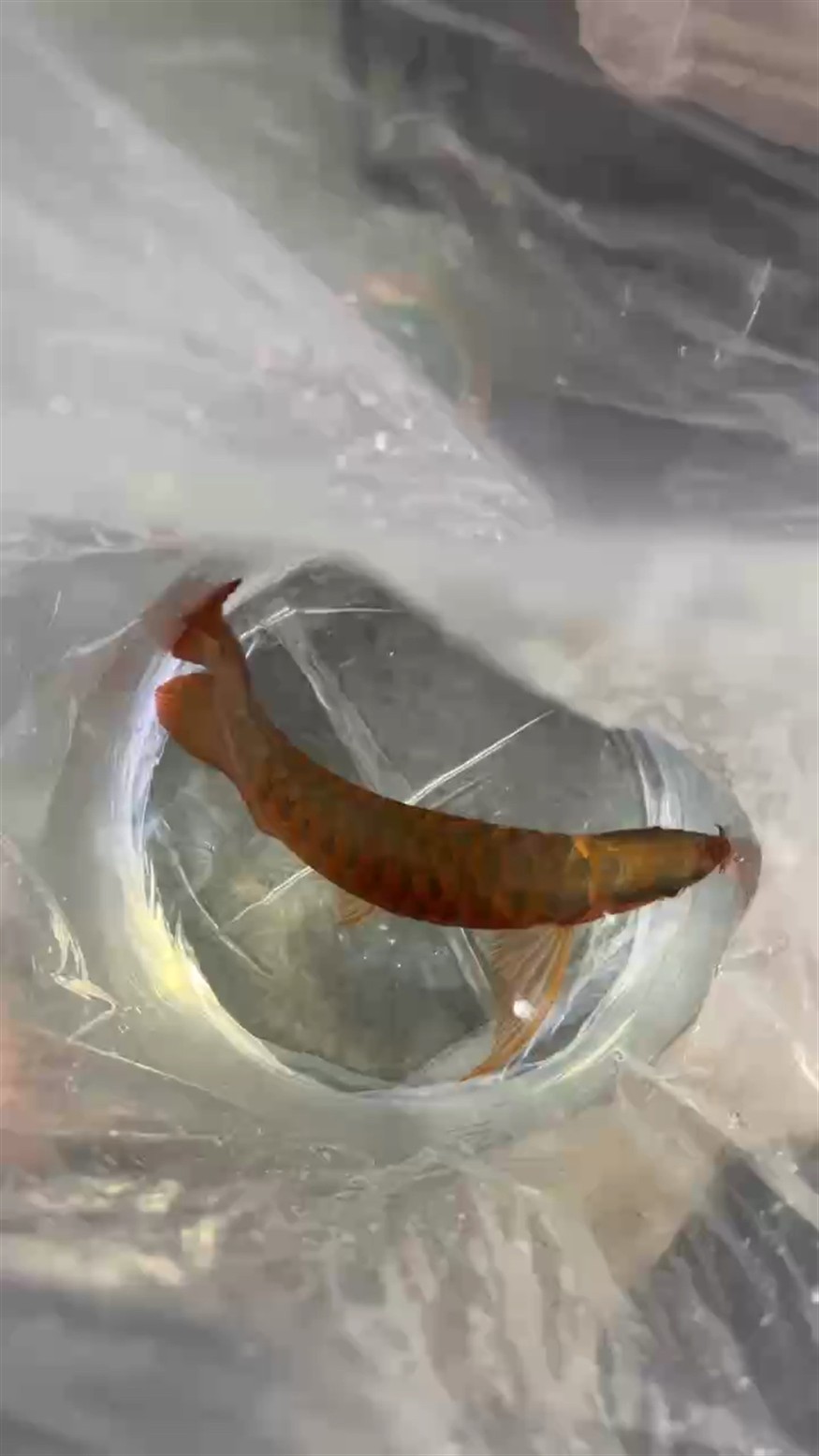 無燈光拍攝 就是這么紅，無燈光攝影的魔力，如何讓紅色