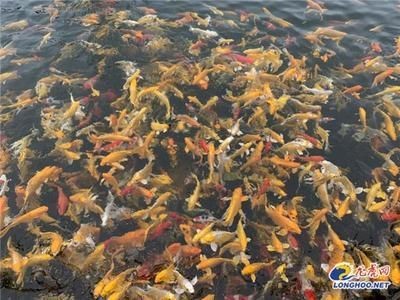 龍魚生產(chǎn)，魚繁育技術(shù)與養(yǎng)殖