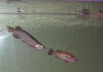 龍魚換缸后沉頭，魚換缸后沉頭現象解析與