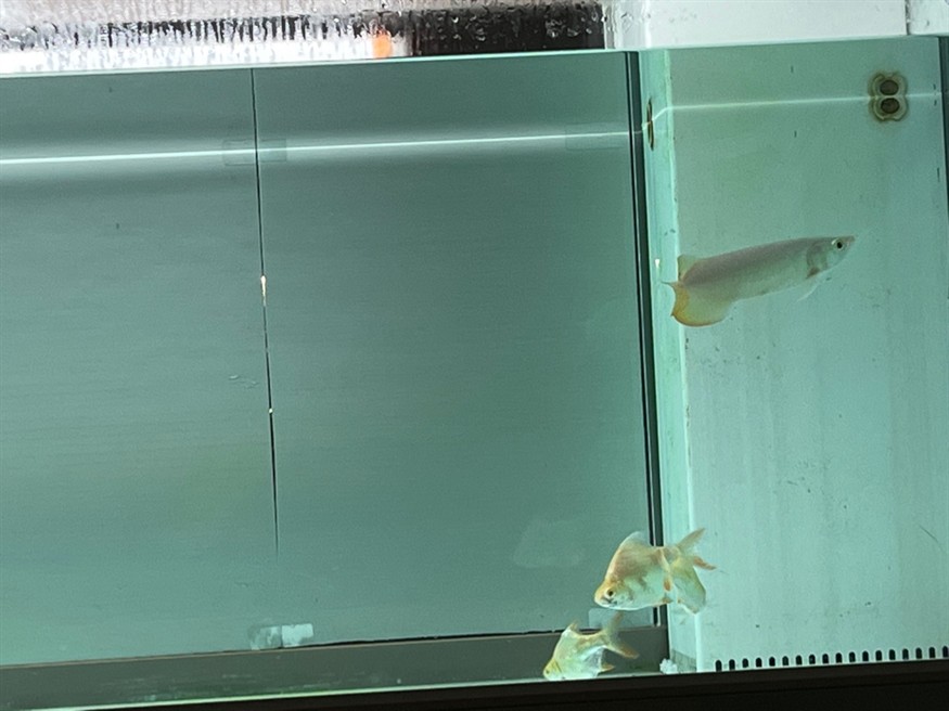 新魚入缸，魚入缸，水族箱生態(tài)的