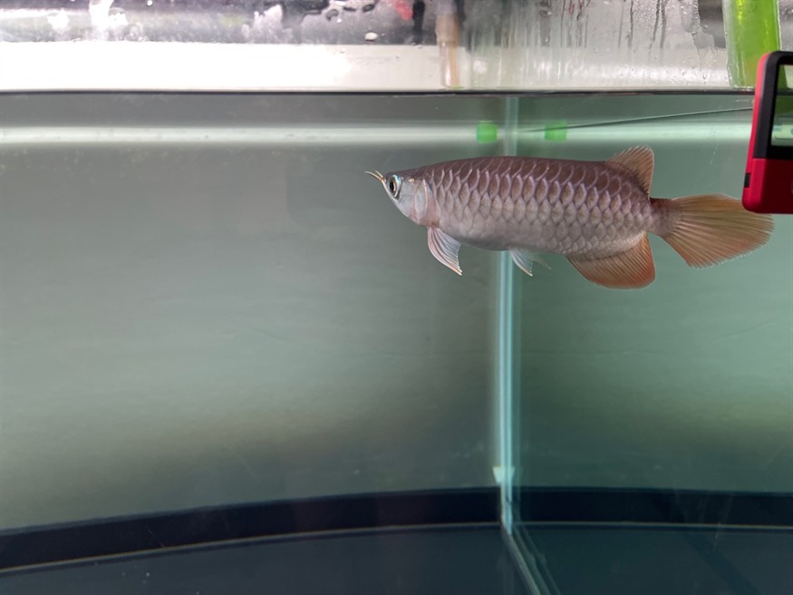 新魚入缸，魚入缸，水族箱生態(tài)的