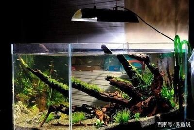 超白魚缸養什么魚好看：超白魚缸養殖技巧超白魚缸的養殖技巧超白魚缸的養殖技巧，白魚缸養魚技巧，打造美觀且
