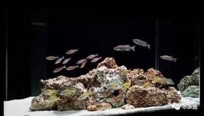 超白魚缸養什么魚好看：超白魚缸養殖技巧超白魚缸的養殖技巧超白魚缸的養殖技巧，白魚缸養魚技巧，打造美觀且