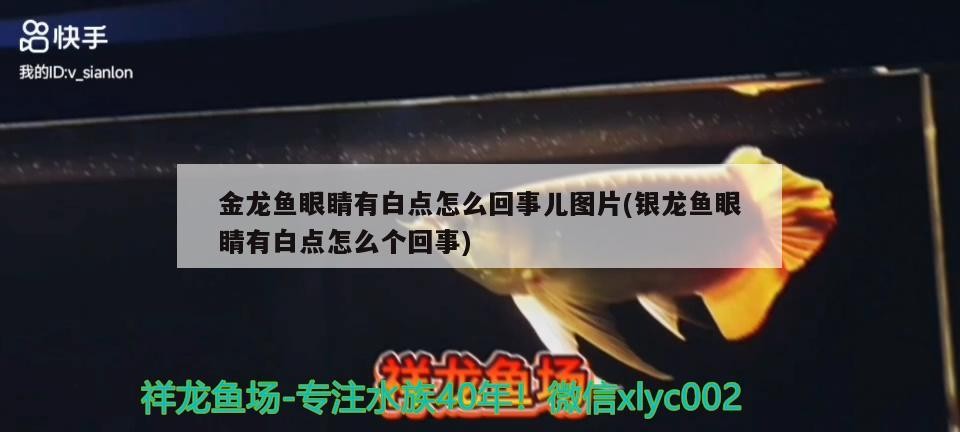 金龍魚眼睛有白點怎么回事兒圖片(銀龍魚眼睛有白點怎么個回事)龍魚眼睛出現白點的原因及處理方法