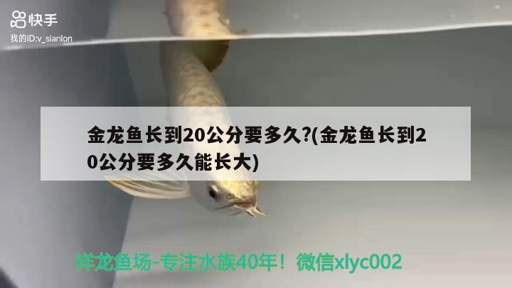 金龍魚長到20公分要多久?(金龍魚長到20公分要多久能長大)龍魚成長速度揭秘，20公分
