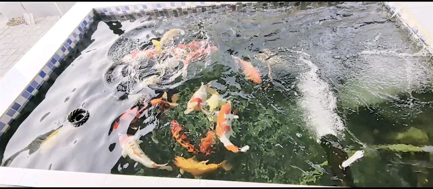 養了兩年了 終于不死魚了，魚兩年終獲成功，不死魚的