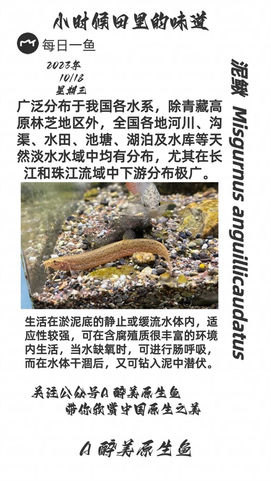 泥鰍，鰍，一種常見淡水魚類的生態與