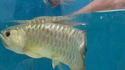 金龍魚品種排名，龍魚品種排名揭曉，探索頂級品種
