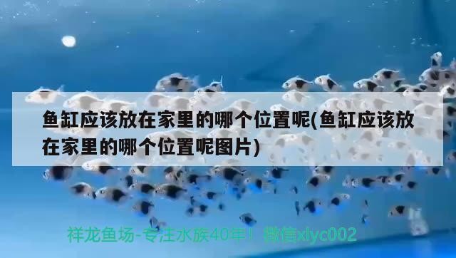 魚缸應該放在家里的哪個位置呢(魚缸應該放在家里的哪個位置呢圖片)揭秘，魚缸的最佳擺放位置，提升家居風水與生活品質