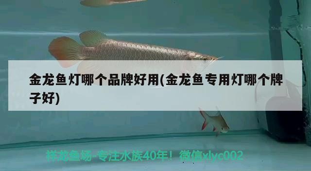 珠海市金鼎善德水族館（珠海市金鼎善德水族館地址）市金鼎善德水族館，探索海洋生物的奇妙