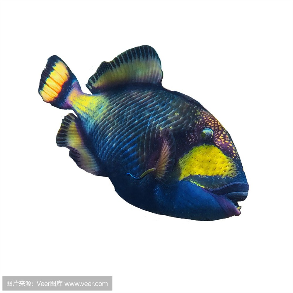 白色魚缸用什么背景好看：如何選擇魚缸背景？選擇魚缸背景，打造完美白色魚缸的視覺(jué)