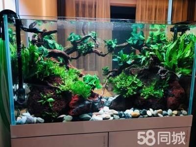 大型魚魚缸造景方法視頻：大型魚缸造景方法，如何打造壯觀的大型魚魚缸造景