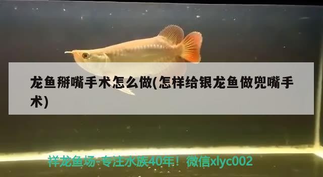 龍魚掰嘴手術怎么做(怎樣給銀龍魚做兜嘴手術)魚兜嘴手術，專業技巧與步驟