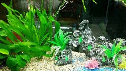 草魚可以養在魚缸里嗎，魚養殖，魚缸養魚的可能性與注意事項