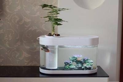 草魚可以養在魚缸里嗎，魚養殖，魚缸養魚的可能性與注意事項