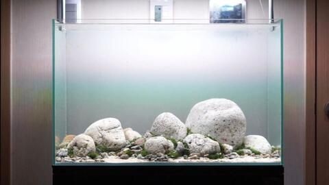 草魚可以養在魚缸里嗎，魚養殖，魚缸養魚的可能性與注意事項