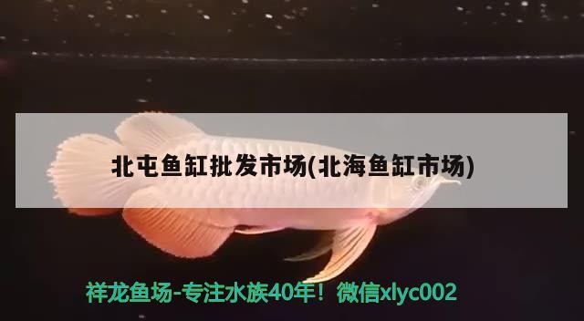 北屯魚缸批發(fā)市場(北海魚缸市場)屯魚缸批發(fā)市場，北海地區(qū)專業(yè)魚缸交易