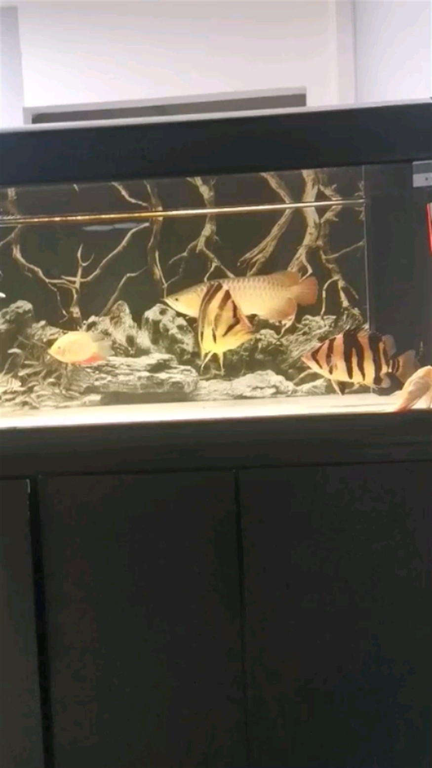 越來越喜歡虎魚，海洋生物的魅力，虎魚的迷人魅力