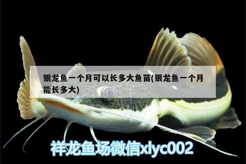 銀龍魚(yú)一個(gè)月可以長(zhǎng)多大魚(yú)苗(銀龍魚(yú)一個(gè)月能長(zhǎng)多大)龍魚(yú)幼苗成長(zhǎng)速度揭秘，一個(gè)月