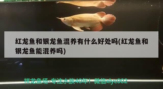 紅龍魚和銀龍魚混養有什么好處嗎(紅龍魚和銀龍魚能混養嗎)龍魚與銀龍魚混養的 紅龍魚和銀龍魚混養有什么好處嗎(紅龍魚和銀龍魚能混養嗎)龍魚與銀龍魚混養的 銀龍魚百科