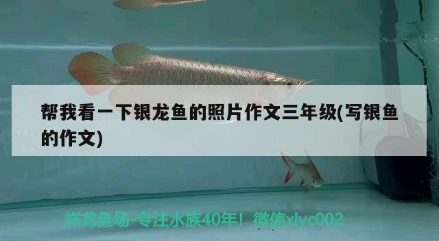 幫我看一下銀龍魚的照片作文三年級(寫銀魚的作文)級學生筆下的銀龍魚，色彩斑斕