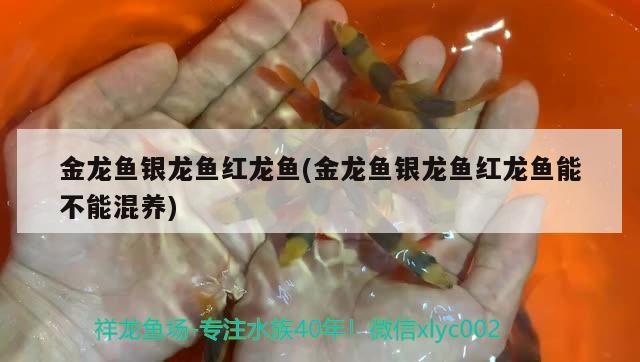 金龍魚銀龍魚紅龍魚(金龍魚銀龍魚紅龍魚能不能混養)養金龍魚、銀龍魚與紅龍魚，探索水中的和諧共處之道