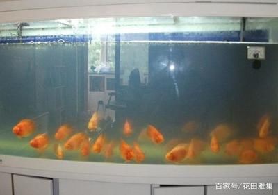 從哪里可以買到便宜的魚缸水：購買二手魚缸時，價格是一個重要的考慮因素以下是根據搜索結果，如何以實惠價格購買二手魚缸，節省成本