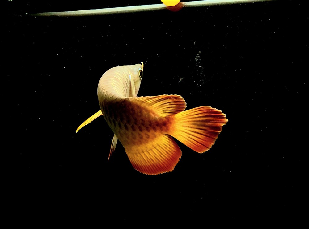 贏政，皇，中國歷史上的第一位