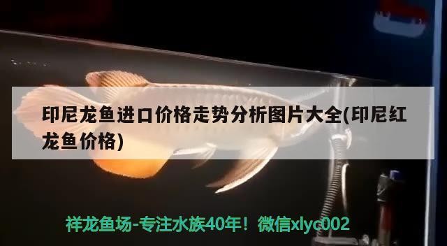 印尼龍魚進口價格走勢分析圖片大全(印尼紅龍魚價格)龍魚進口價格走勢分析，全面圖解印尼紅龍魚