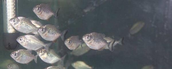 淡水白鯧養在魚缸里好嗎：淡水白鯧養殖技術，白鯧養殖技術指南，魚缸養魚