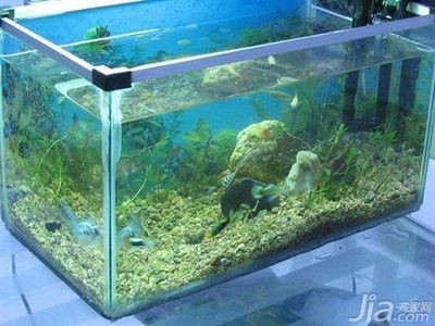 成品缸和訂做魚缸哪個養魚好：成品缸和定做魚缸的優缺點，魚缸與成品缸，養魚選擇指南