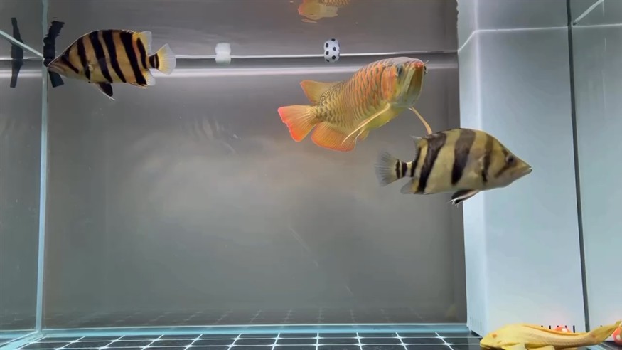 來了只新虎魚虎年大吉虎虎生威，虎魚亮相，迎接虎年，帶來