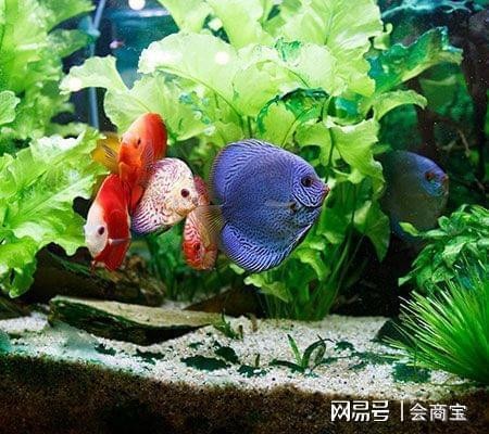 劉福權（劉福權與李寶敏的關系）劉福權與李寶敏的復雜關系，一段未解 劉福權（劉福權與李寶敏的關系）劉福權與李寶敏的復雜關系，一段未解 全國水族館企業名錄 第1張
