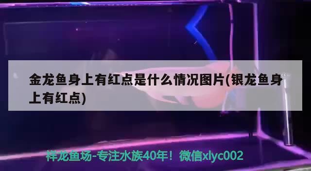 金龍魚身上有紅點是什么情況圖片(銀龍魚身上有紅點)龍魚身上紅點之謎，銀龍魚身上的神秘紅點